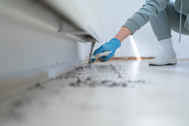 Best Termite Control Services  in Fairmont, IL